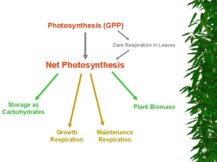 Photosynthesis (GPP) Dark Respiration in Leaves Net Photosynthesis Storage as Carbohydrates Plant Biomass Growth Photosynthesis (GPP) Dark Respiration in Leaves Net Photosynthesis Storage as Carbohydrates Plant Biomass Growth