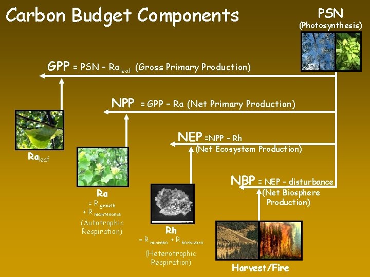 Carbon Budget Components PSN (Photosynthesis) GPP = PSN – Ra leaf (Gross Primary Production) Carbon Budget Components PSN (Photosynthesis) GPP = PSN – Ra leaf (Gross Primary Production)