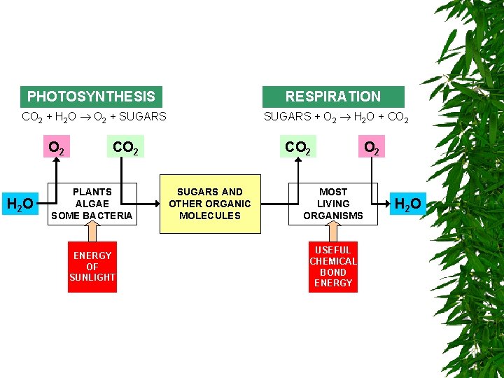 PHOTOSYNTHESIS RESPIRATION CO 2 + H 2 O O 2 + SUGARS + O PHOTOSYNTHESIS RESPIRATION CO 2 + H 2 O O 2 + SUGARS + O