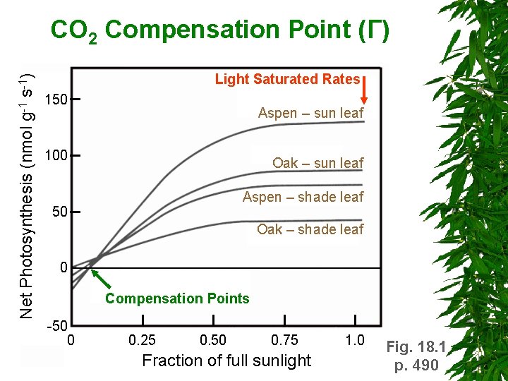 Net Photosynthesis (nmol g-1 s-1) CO 2 Compensation Point (Γ) Light Saturated Rates 150 Net Photosynthesis (nmol g-1 s-1) CO 2 Compensation Point (Γ) Light Saturated Rates 150