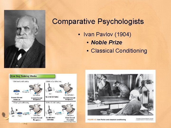 Comparative Psychologists • Ivan Pavlov (1904) • Noble Prize • Classical Conditioning 