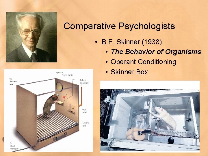 Comparative Psychologists • B. F. Skinner (1938) • The Behavior of Organisms • Operant