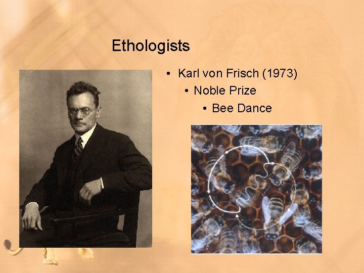 Ethologists • Karl von Frisch (1973) • Noble Prize • Bee Dance 