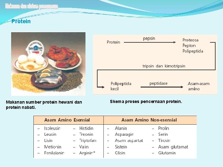 Protein Makanan sumber protein hewani dan protein nabati. Skema proses pencernaan protein. 