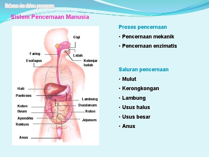 Sistem Pencernaan Manusia Proses pencernaan • Pencernaan mekanik Gigi • Pencernaan enzimatis Faring Esofagus