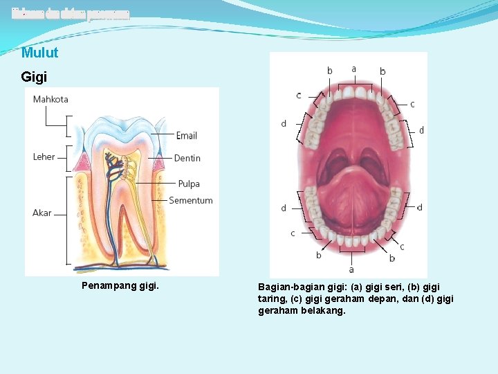 Mulut Gigi Penampang gigi. Bagian-bagian gigi: (a) gigi seri, (b) gigi taring, (c) gigi