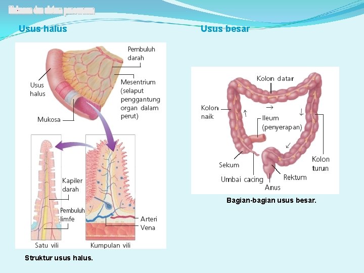 Usus halus Usus besar Bagian-bagian usus besar. Struktur usus halus. 