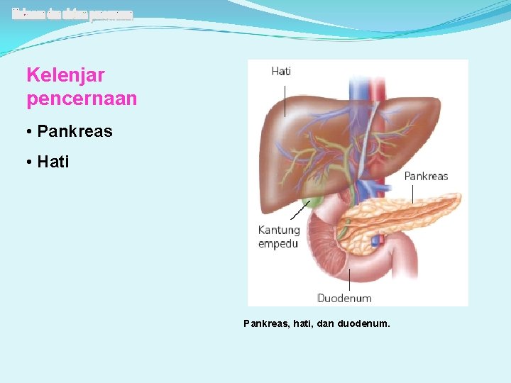 Kelenjar pencernaan • Pankreas • Hati Pankreas, hati, dan duodenum. 