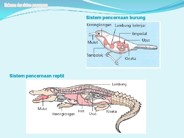Sistem pencernaan burung Sistem pencernaan reptil 