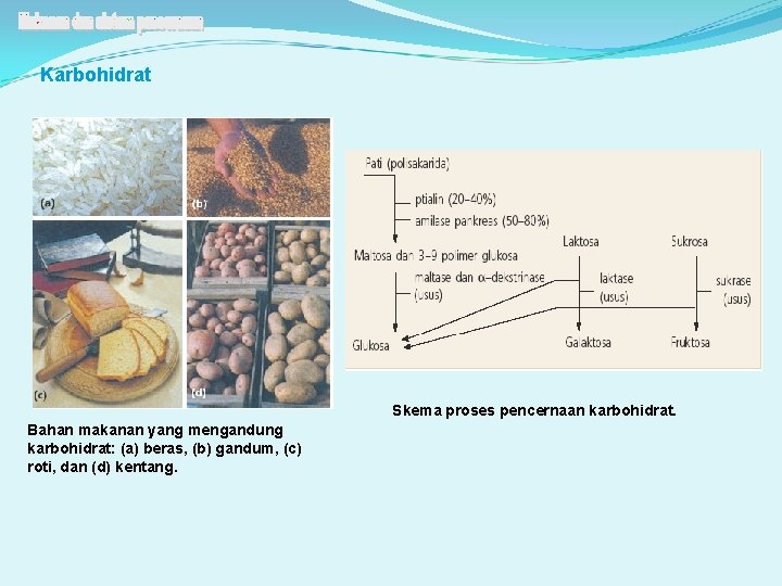 Karbohidrat Skema proses pencernaan karbohidrat. Bahan makanan yang mengandung karbohidrat: (a) beras, (b) gandum,