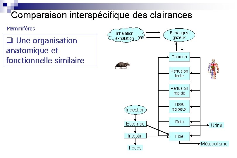 Comparaison interspécifique des clairances Mammifères q Une organisation anatomique et fonctionnelle similaire Inhalation exhalation