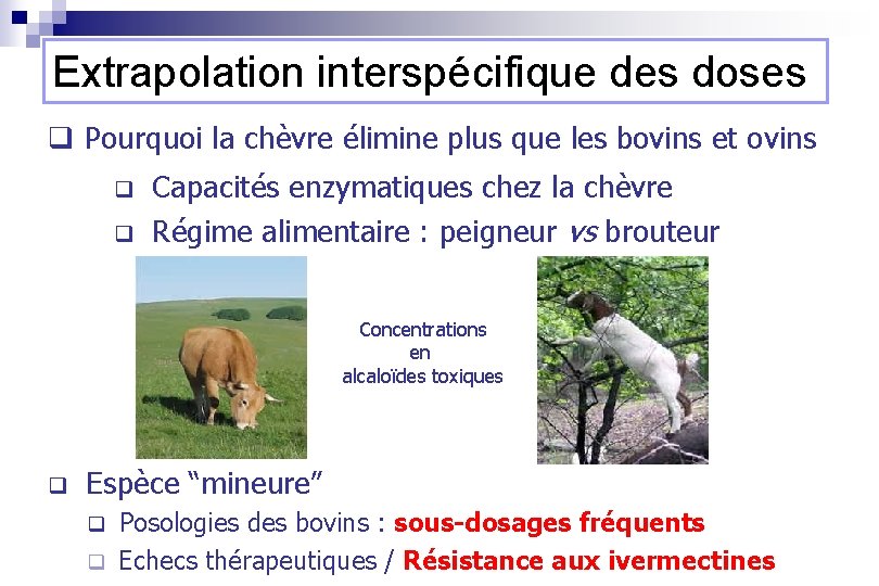 Extrapolation interspécifique des doses q Pourquoi la chèvre élimine plus que les bovins et