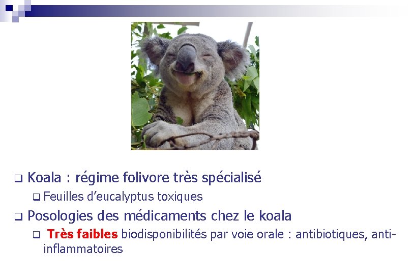 q Koala : régime folivore très spécialisé q Feuilles q d’eucalyptus toxiques Posologies des