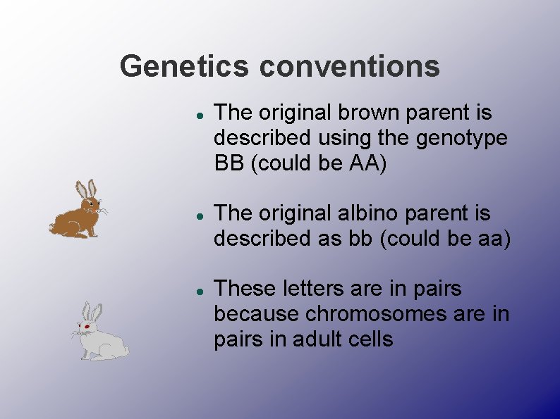 Genetics conventions The original brown parent is described using the genotype BB (could be