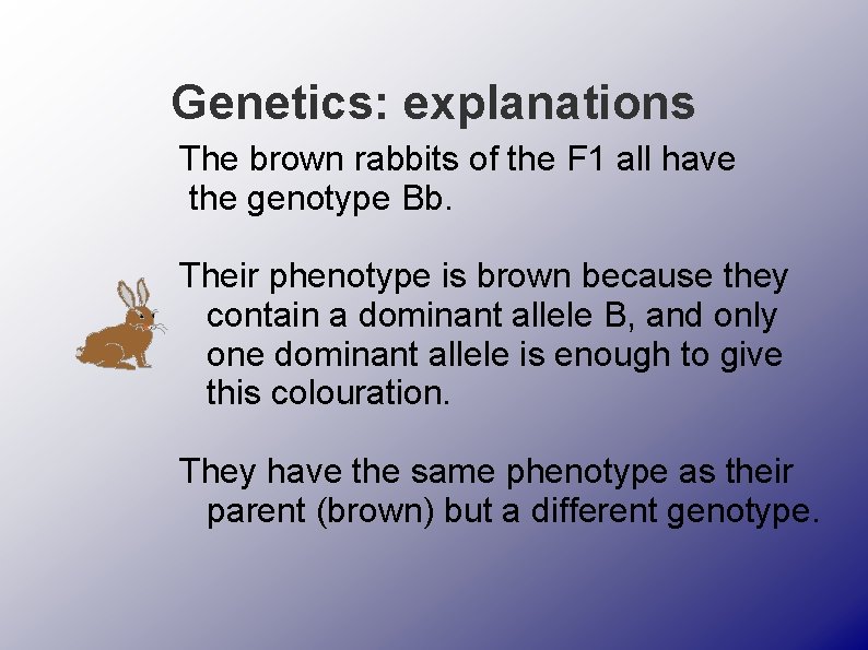 Genetics: explanations The brown rabbits of the F 1 all have the genotype Bb.