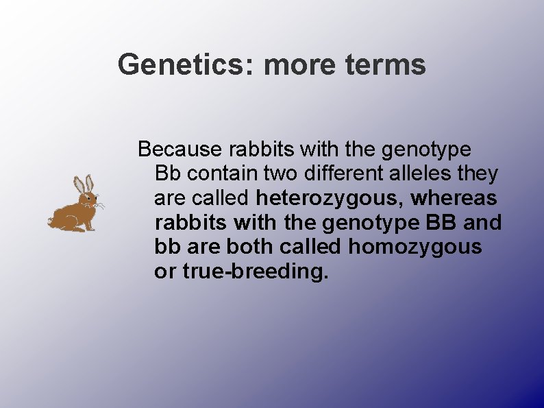 Genetics: more terms Because rabbits with the genotype Bb contain two different alleles they