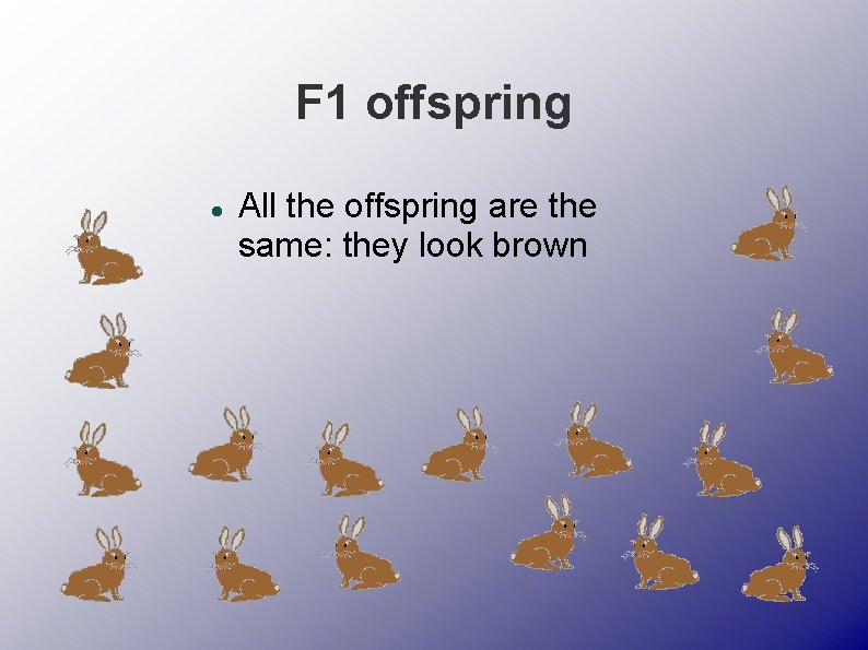 F 1 offspring All the offspring are the same: they look brown 