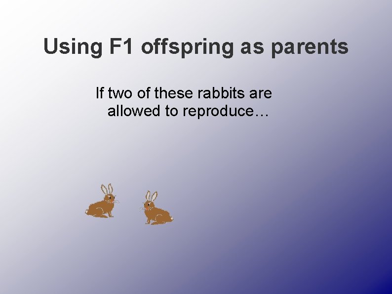 Using F 1 offspring as parents If two of these rabbits are allowed to