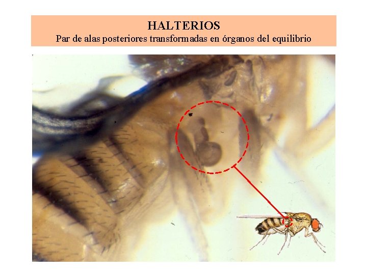 HALTERIOS Par de alas posteriores transformadas en órganos del equilibrio 