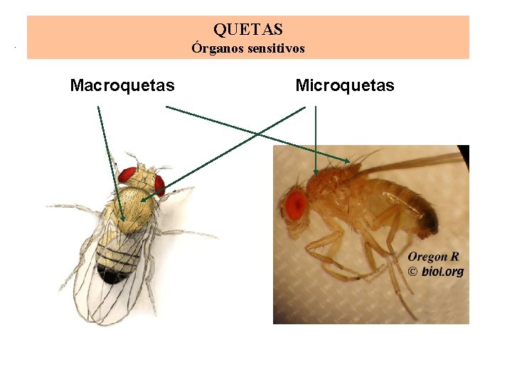 QUETAS Órganos sensitivos Macroquetas Microquetas 
