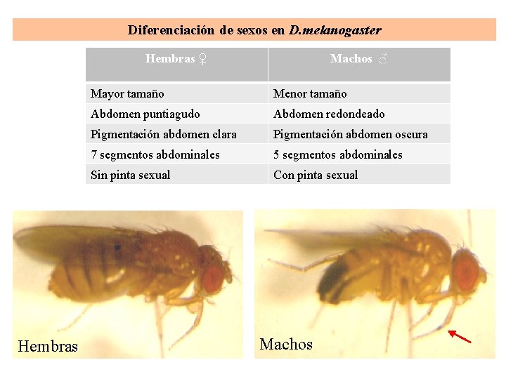 Diferenciación de sexos en D. melanogaster Machos ♂ Hembras ♀ Hembras Mayor tamaño Menor