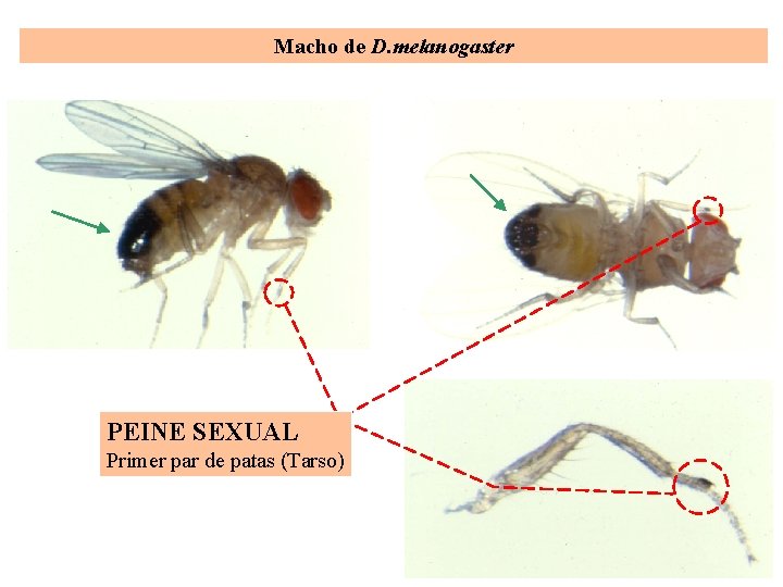 Macho de D. melanogaster PEINE SEXUAL Primer par de patas (Tarso) 