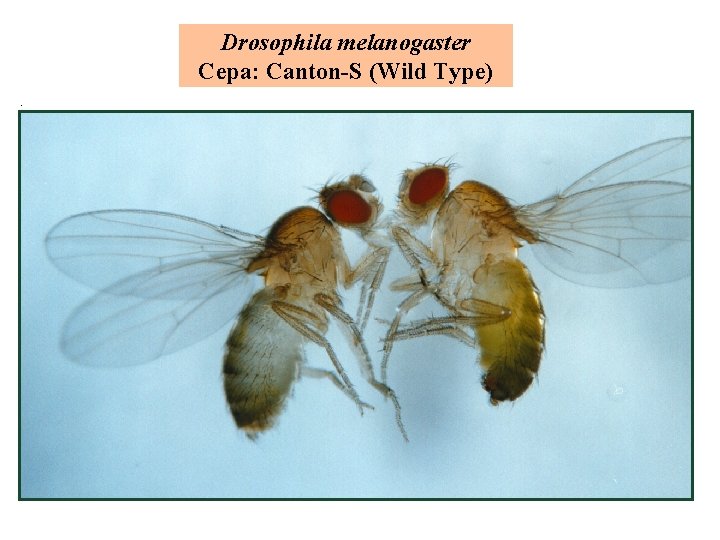 Drosophila melanogaster Cepa: Canton-S (Wild Type) 