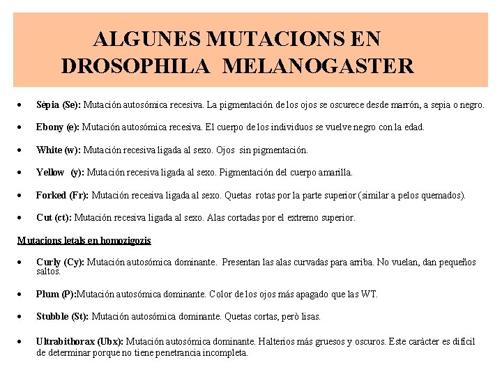 ALGUNES MUTACIONS EN DROSOPHILA MELANOGASTER Sèpia (Se): Mutación autosómica recesiva. La pigmentación de los