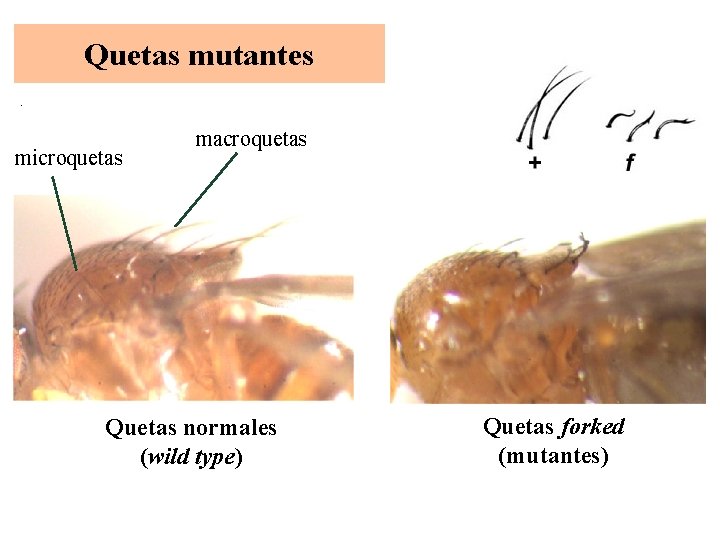 Quetas mutantes microquetas macroquetas Quetas normales (wild type) Quetas forked (mutantes) 