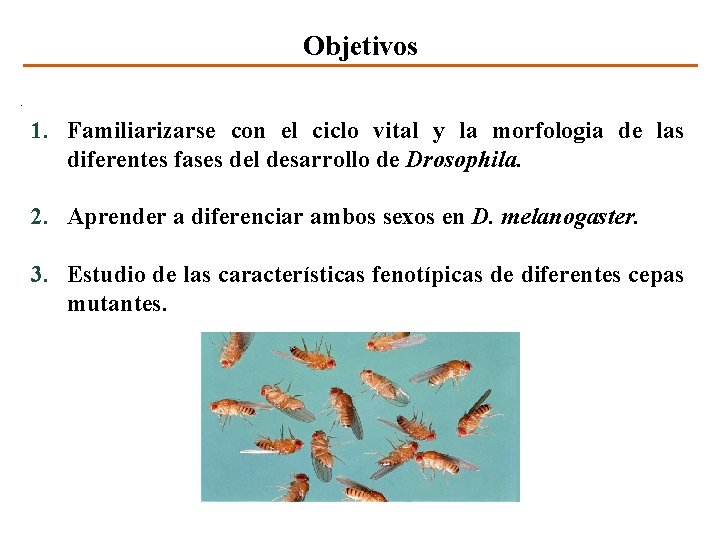 Objetivos 1. Familiarizarse con el ciclo vital y la morfologia de las diferentes fases
