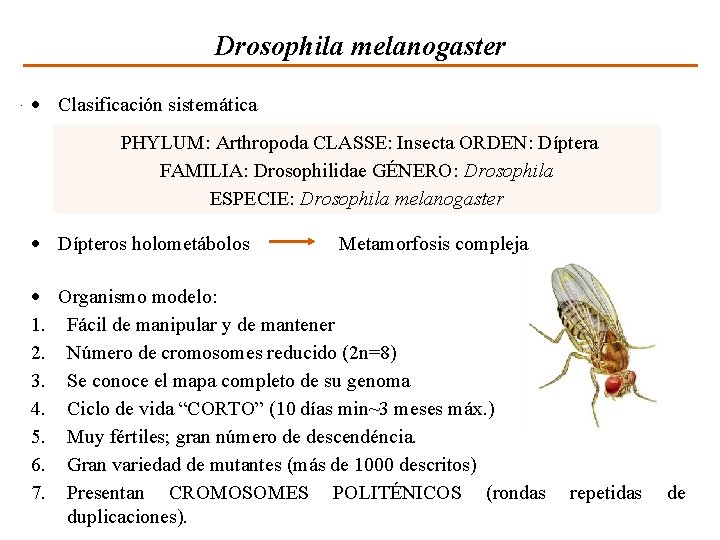 Drosophila melanogaster Clasificación sistemática PHYLUM: Arthropoda CLASSE: Insecta ORDEN: Díptera FAMILIA: Drosophilidae GÉNERO: Drosophila