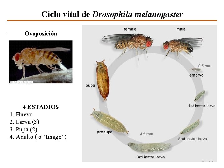 Ciclo vital de Drosophila melanogaster Ovoposición 0, 5 mm 4 ESTADIOS 1. Huevo 2.