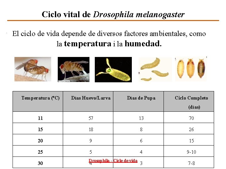 Ciclo vital de Drosophila melanogaster El ciclo de vida depende de diversos factores ambientales,