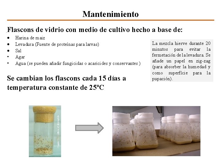 Mantenimiento Flascons de vidrio con medio de cultivo hecho a base de: • •