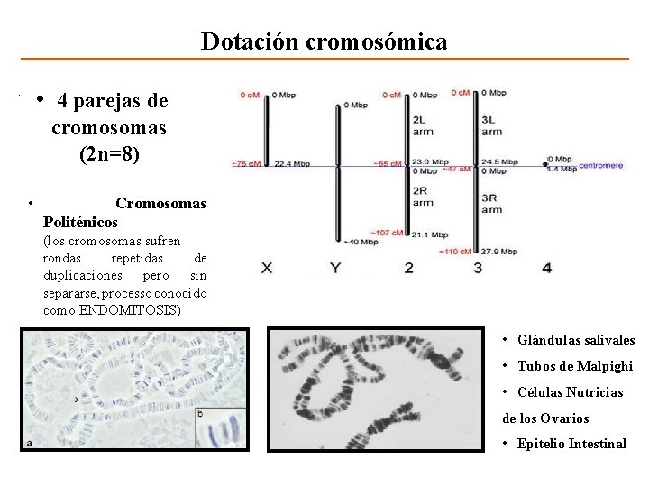 Dotación cromosómica • 4 parejas de cromosomas (2 n=8) • Cromosomas Politénicos (los cromosomas