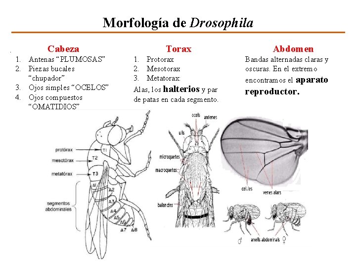 Morfología de Drosophila Cabeza Torax 1. Antenas “PLUMOSAS” 2. Piezas bucales “chupador” 3. Ojos
