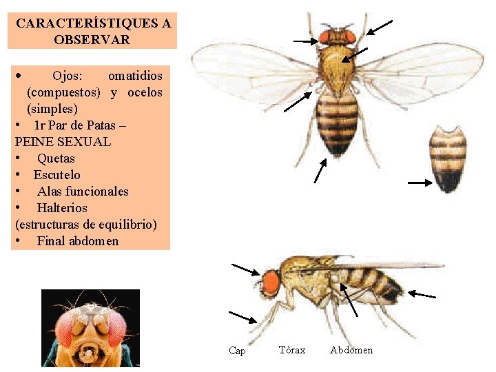 CARACTERÍSTIQUES A OBSERVAR Ojos: omatidios (compuestos) y ocelos (simples) • 1 r Par de