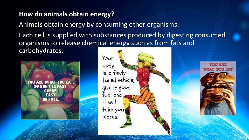 How do animals obtain energy? Animals obtain energy by consuming other organisms. Each cell