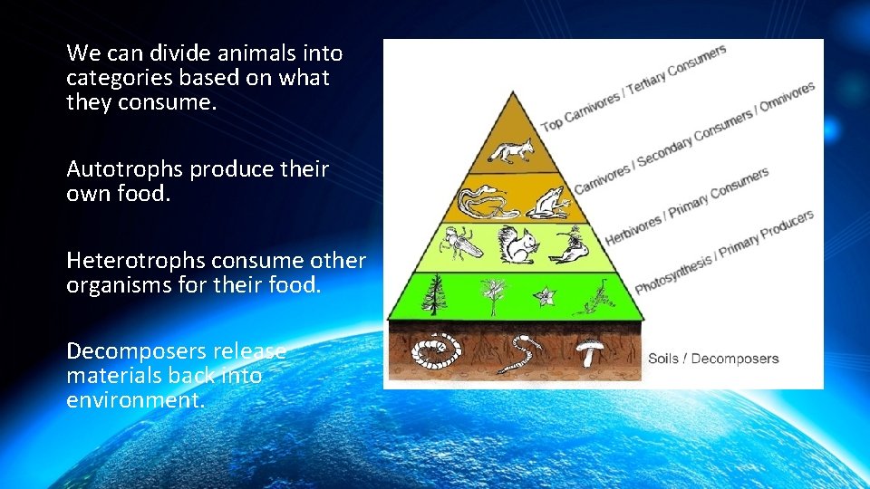 We can divide animals into categories based on what they consume. Autotrophs produce their
