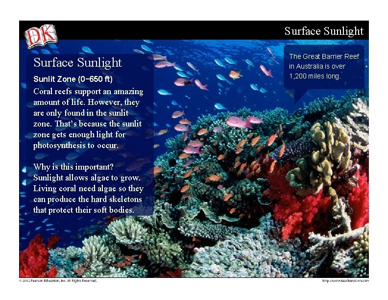 Surface Sunlight Sunlit Zone (0 -650 ft) Coral reefs support an amazing amount of