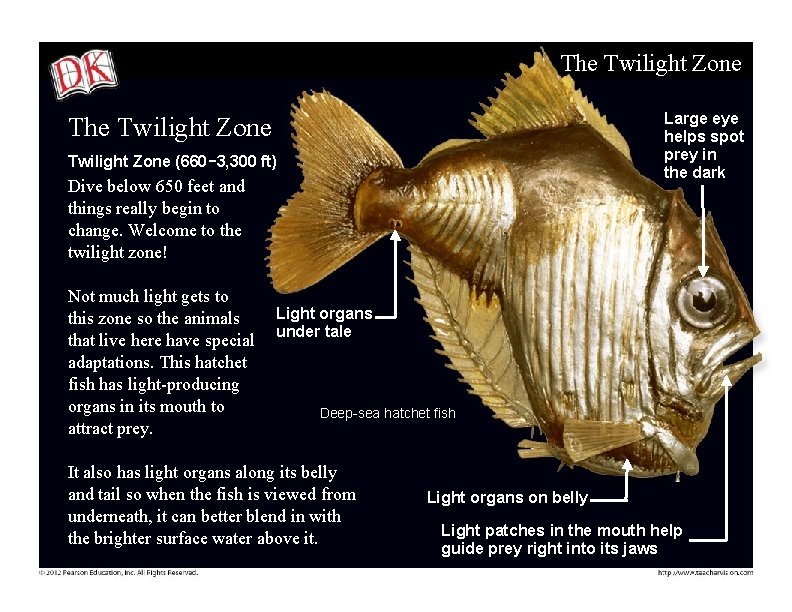 The Twilight Zone Large eye helps spot prey in the dark The Twilight Zone