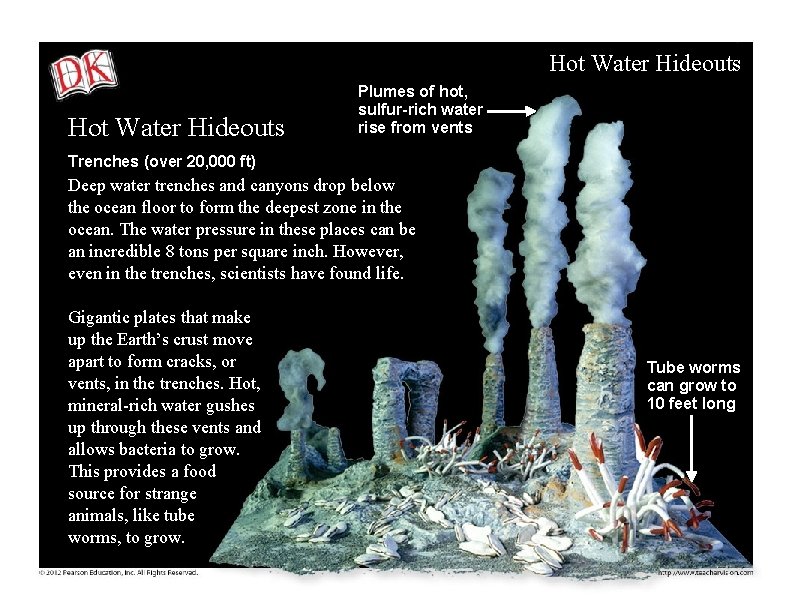 Hot Water Hideouts Plumes of hot, sulfur-rich water rise from vents Trenches (over 20,