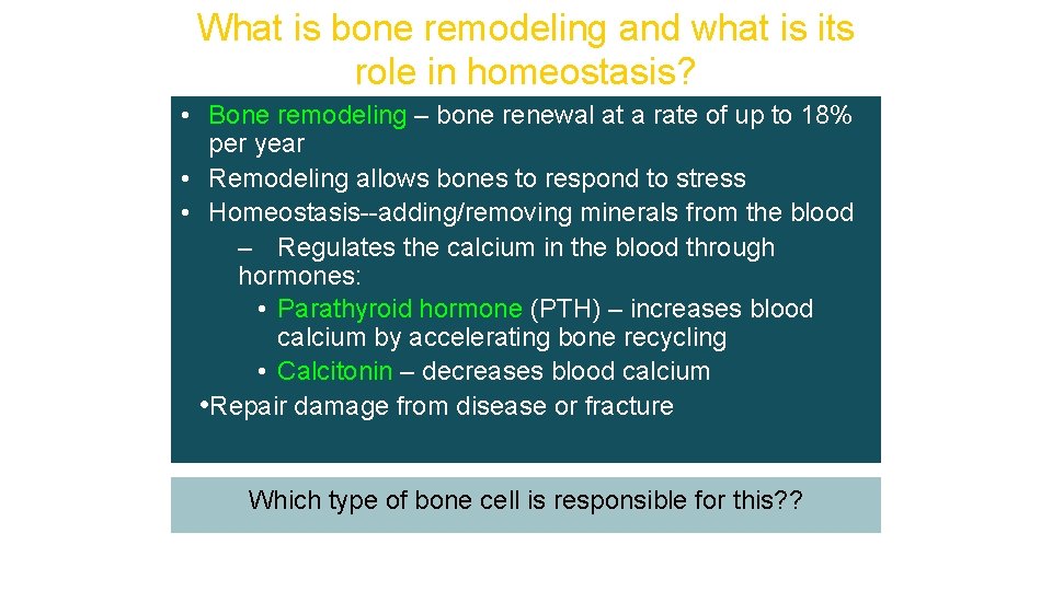 What is bone remodeling and what is its role in homeostasis? • Bone remodeling