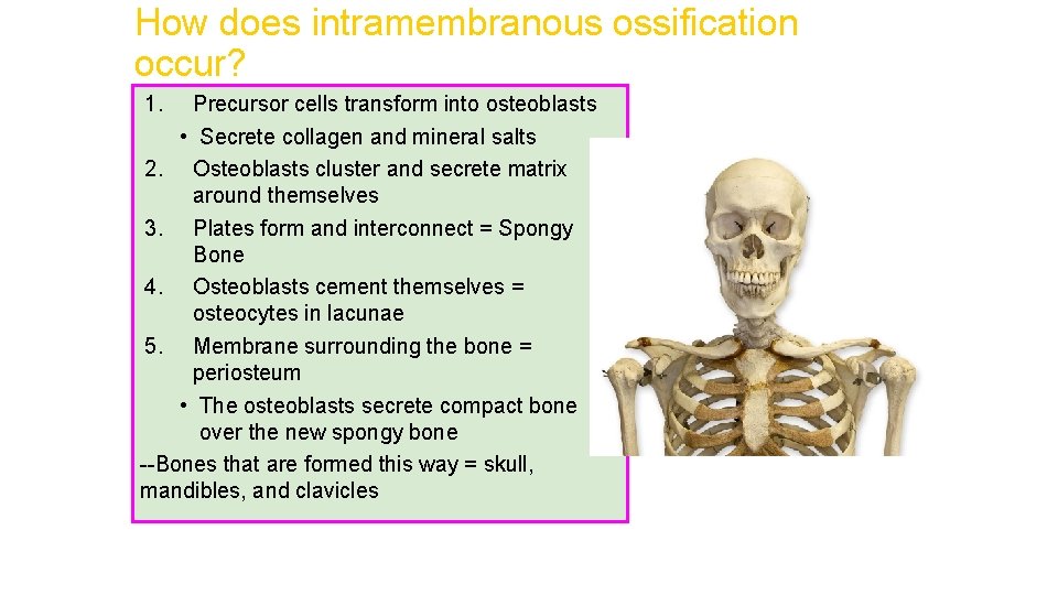 How does intramembranous ossification occur? 1. Precursor cells transform into osteoblasts • Secrete collagen