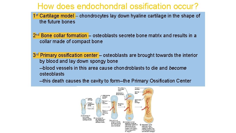 How does endochondral ossification occur? 1 st Cartilage model – chondrocytes lay down hyaline