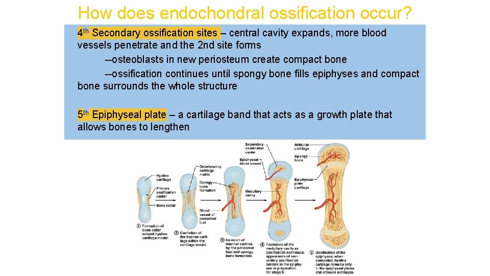 How does endochondral ossification occur? 4 th Secondary ossification sites – central cavity expands,