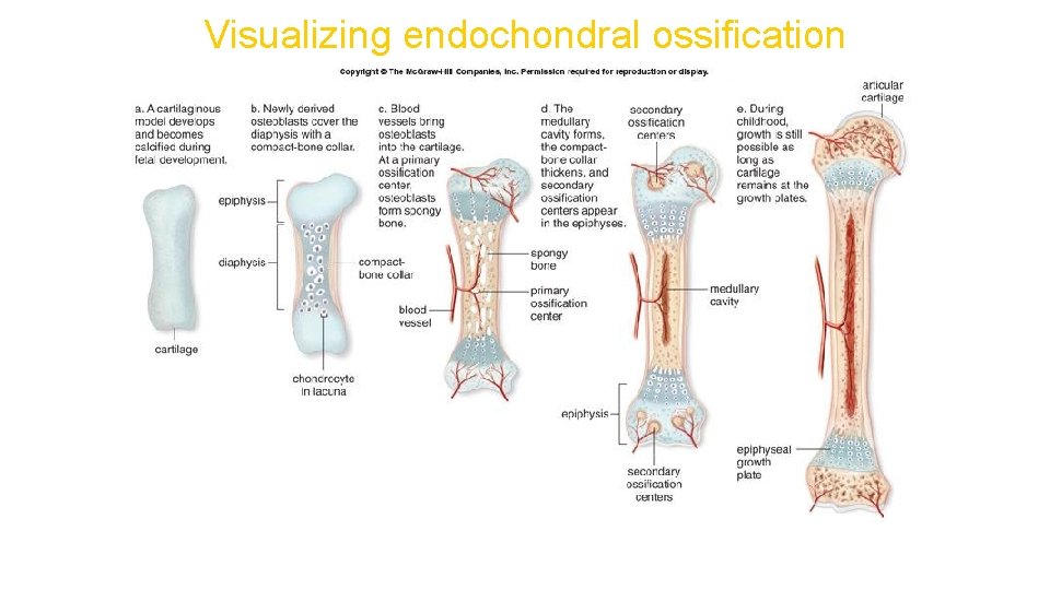 Visualizing endochondral ossification 