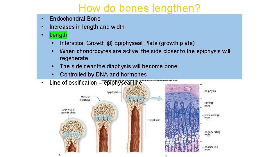 How do bones lengthen? • • Endochondral Bone Increases in length and width Length