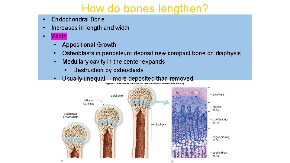 How do bones lengthen? • • • Endochondral Bone Increases in length and width