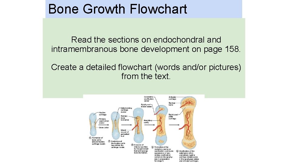 Bone Growth Flowchart Read the sections on endochondral and intramembranous bone development on page